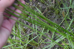 Eleocharis cellulosa, photograph (c) Kristály Cravens-Liszak, some rights reserved (CC BY)