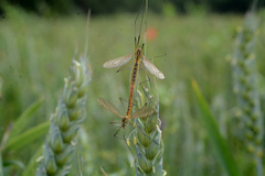 Nephrotoma flavescens