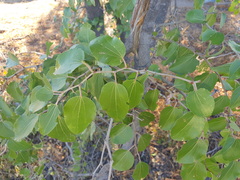 Ziziphus mucronata subsp. mucronata image