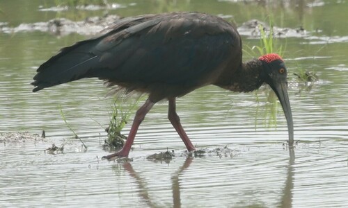 Red-naped Ibis
