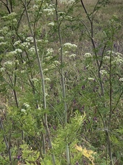 Conioselinum