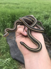 Thamnophis butleri