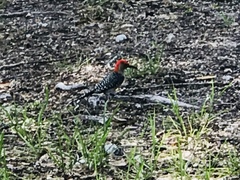 Melanerpes carolinus image
