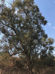 Eucalyptus camaldulensis