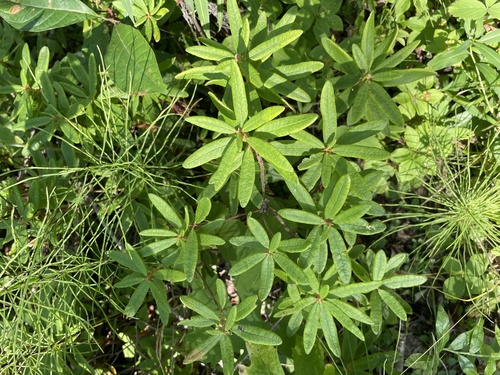 Bog Labrador Tea