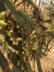 Eucalyptus camaldulensis