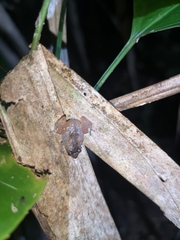 Diasporus