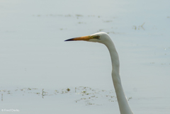 Ardea alba