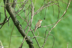 Acrocephalus scirpaceus