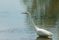 Ardea alba