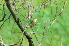 Acrocephalus scirpaceus