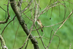 Acrocephalus scirpaceus