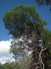 Quercus gravesii
