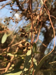 Eucalyptus camaldulensis