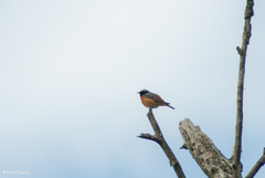 Phoenicurus phoenicurus