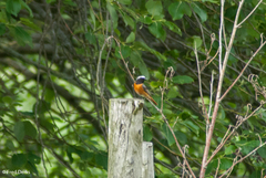 Phoenicurus phoenicurus