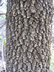 Quercus gravesii