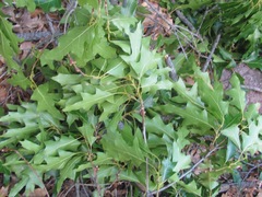 Quercus gravesii