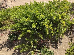 Baccharis pilularis pilularis