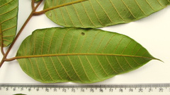 Thyrsodium spruceanum