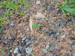 Paubrasilia echinata