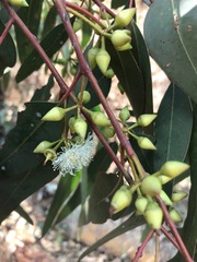 Eucalyptus camaldulensis