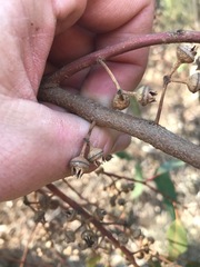 Eucalyptus camaldulensis