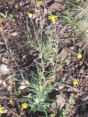 Tetraneuris linearifolia