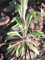 Tetraneuris linearifolia