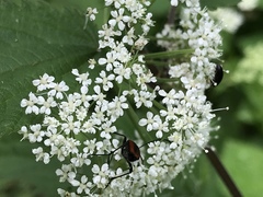 Anastrangalia dubia