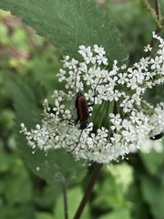 Anastrangalia dubia