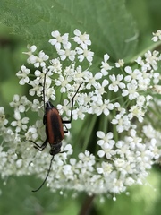 Anastrangalia dubia