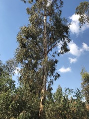 Eucalyptus camaldulensis