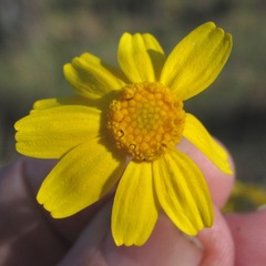 Tetraneuris linearifolia