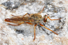 Dasypogoninae