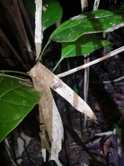 Diasporus