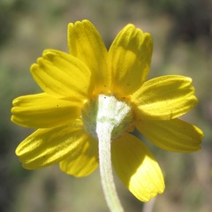 Tetraneuris linearifolia