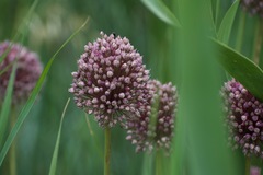 Allium ampeloprasum