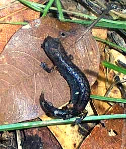 Red-legged False Brook Salamander