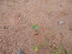 Paubrasilia echinata