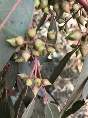 Eucalyptus camaldulensis