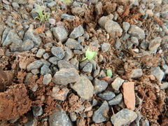 Paubrasilia echinata