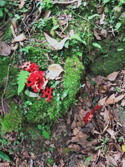 Clathrus
