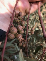 Eucalyptus camaldulensis