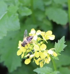 Eristalis tenax