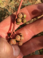 Eucalyptus camaldulensis