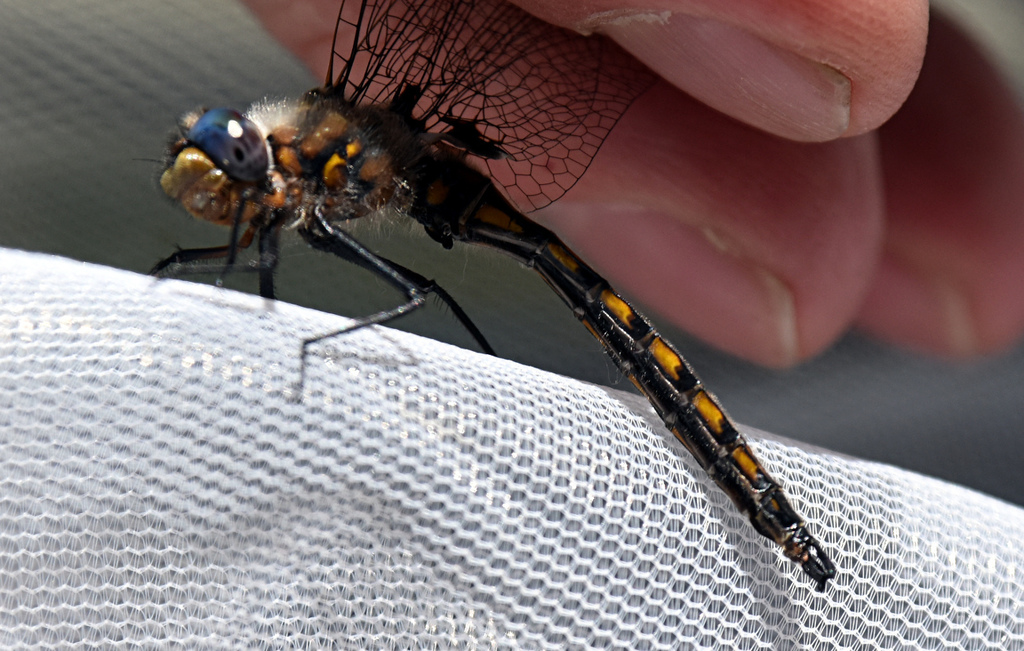 Beaverpond Baskettail