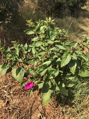 Mirabilis jalapa