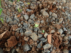 Paubrasilia echinata