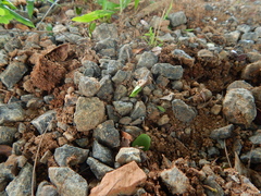 Paubrasilia echinata